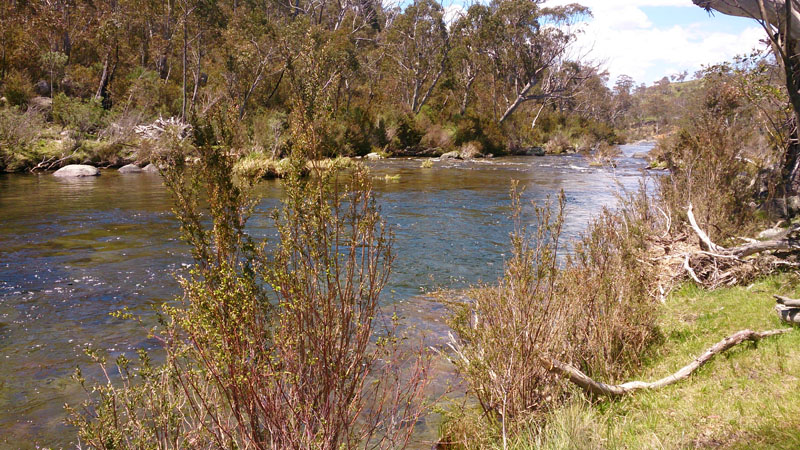 Thredbo River 
looking sensational