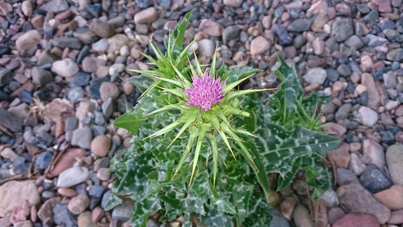 Love em or hate em, 
stinging nettles are here, hopefully not to stay!